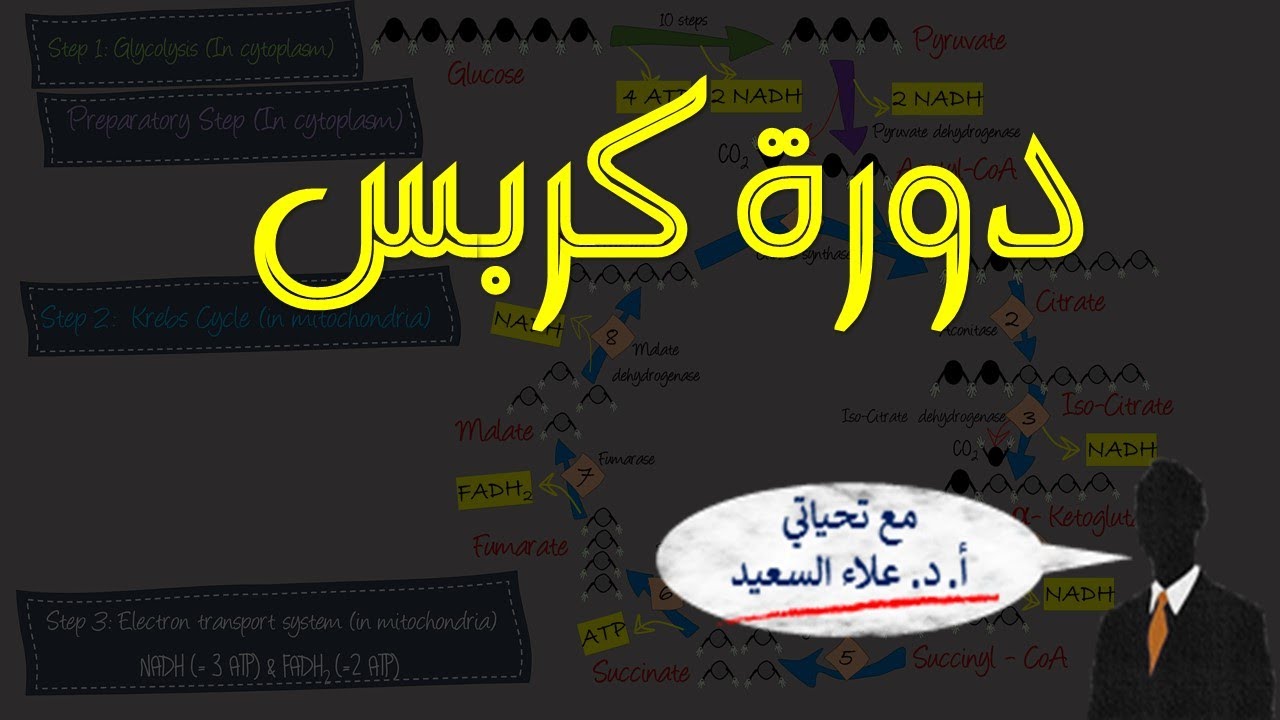 Respiration - Krebs Cycle (دورة كربس)