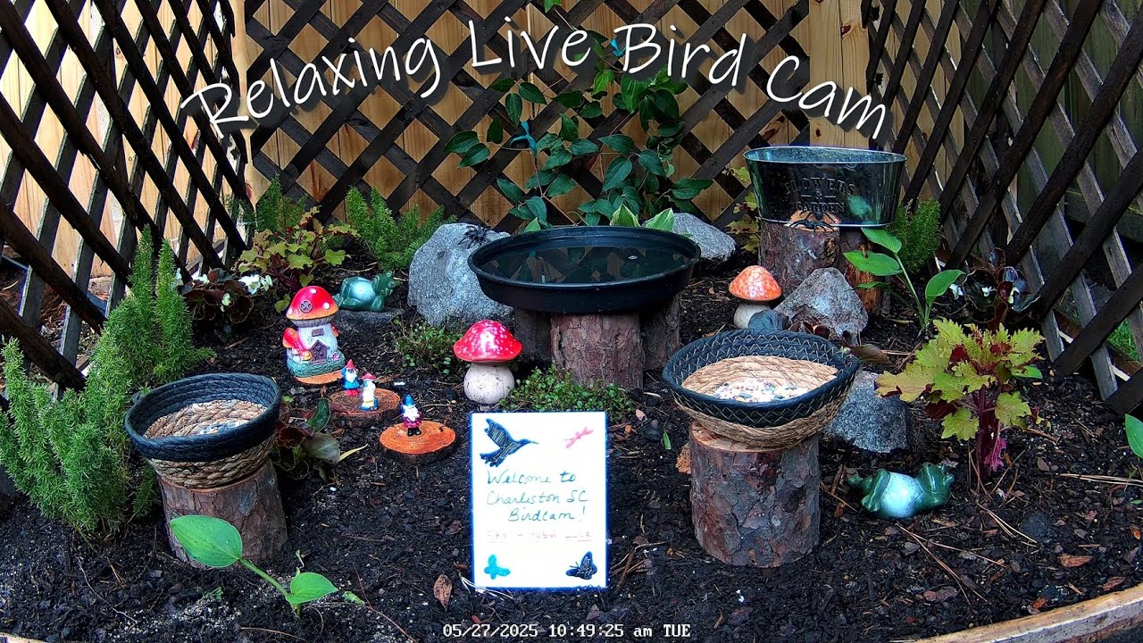 24/7 Charleston SC Live Bird Cam
