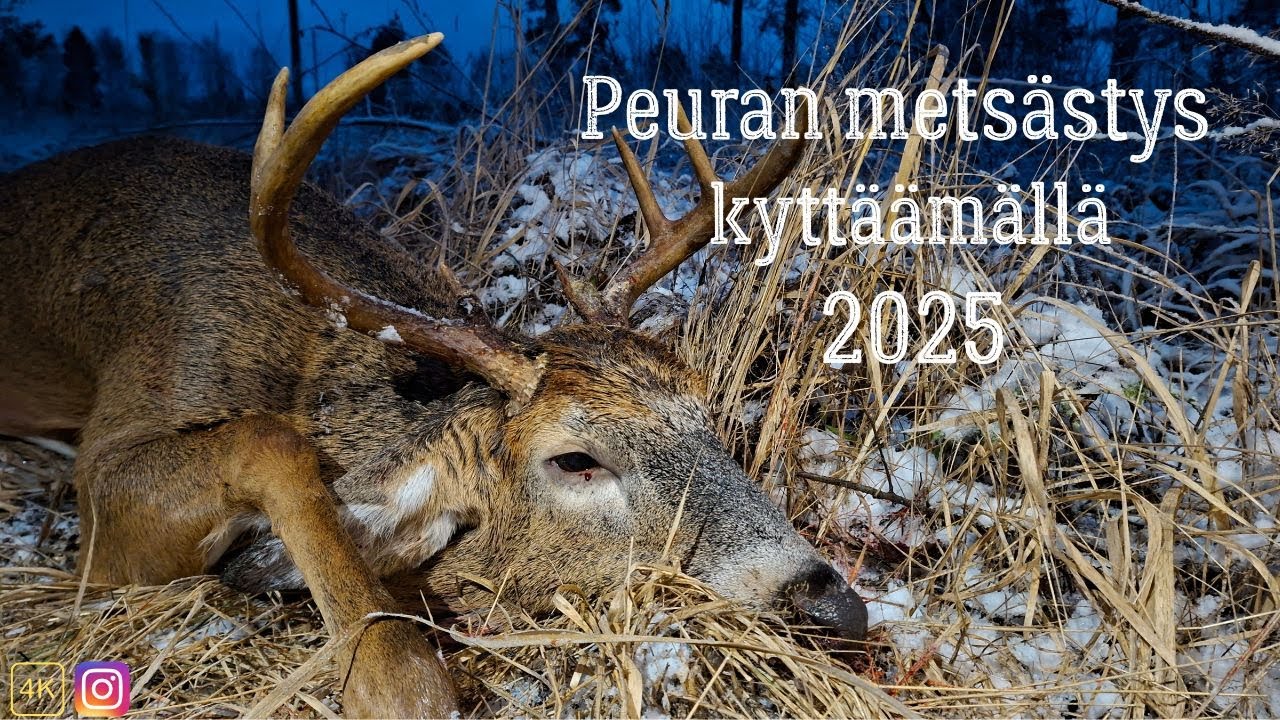 Peuran mets&auml;stys 2025: Kytt&auml;&auml;m&auml;ll&auml; 4K
