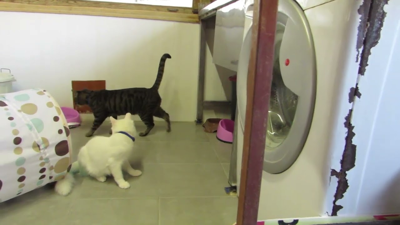 Charlie meets Frankie