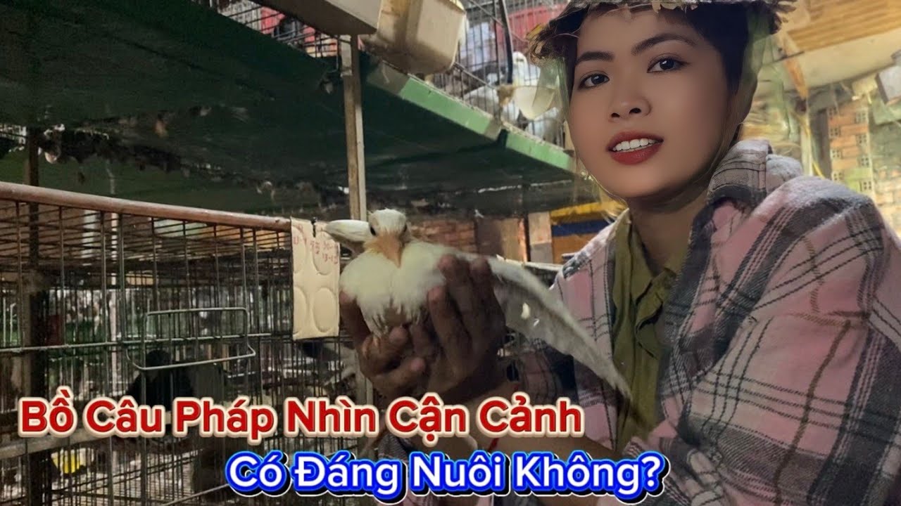 Bồ Câu Pháp Nhìn Cận Cảnh – Có Đáng Nuôi Không?