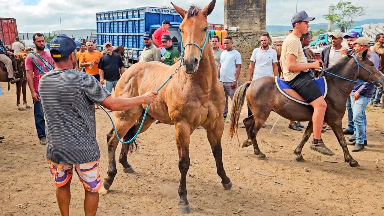FEIRA DE CAVALOS DE CARUARU PE, TERÇA FEIRA, (10/03/26) #nordeste