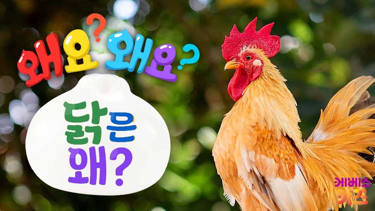 꼬끼오~ 새벽부터 바쁘게 우는 닭! 닭은 왜?ㅣ왜요? 왜요? 궁금할 만두ㅣKBS 240704 방송