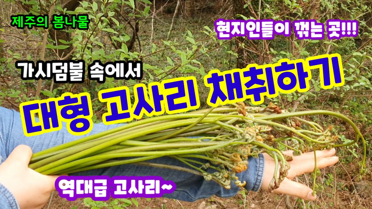 제주도 현지인들이 꺾는 곳에서 대형 고사리 채취하기 - 가시덤불 속엔 역대급 고사리