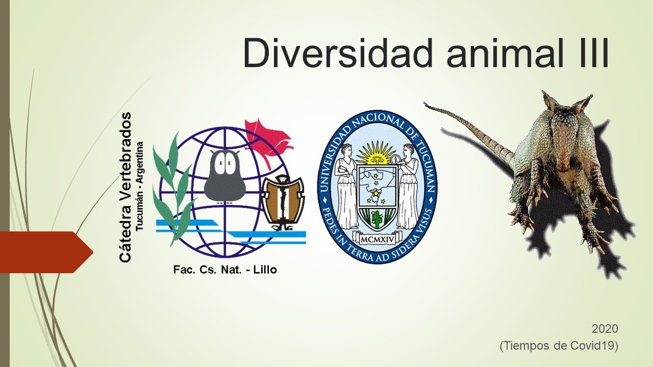 79   MAMIFEROS 3   Afrotheria y Xenartra