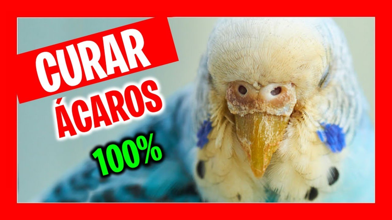 ✅ Как вылечить клещей у попугаев 100% | Болезни волнистых попугайчиков