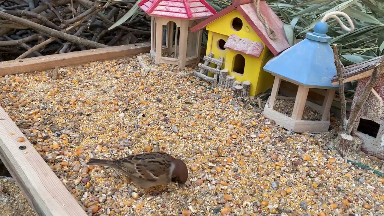 A Handful of Rice, and the Sparrows Came 🐦 | Pure Nature Healing-P260209-3