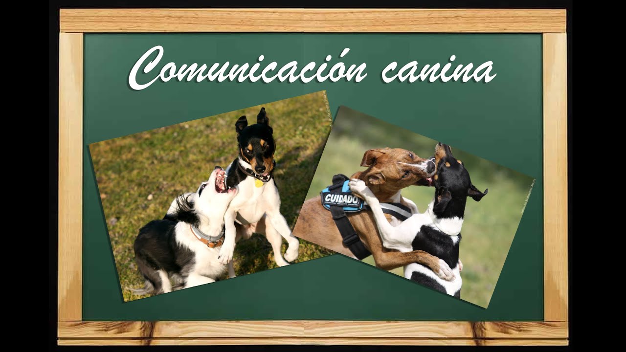 Etología canina: comunicación, comportamiento y señales de calma