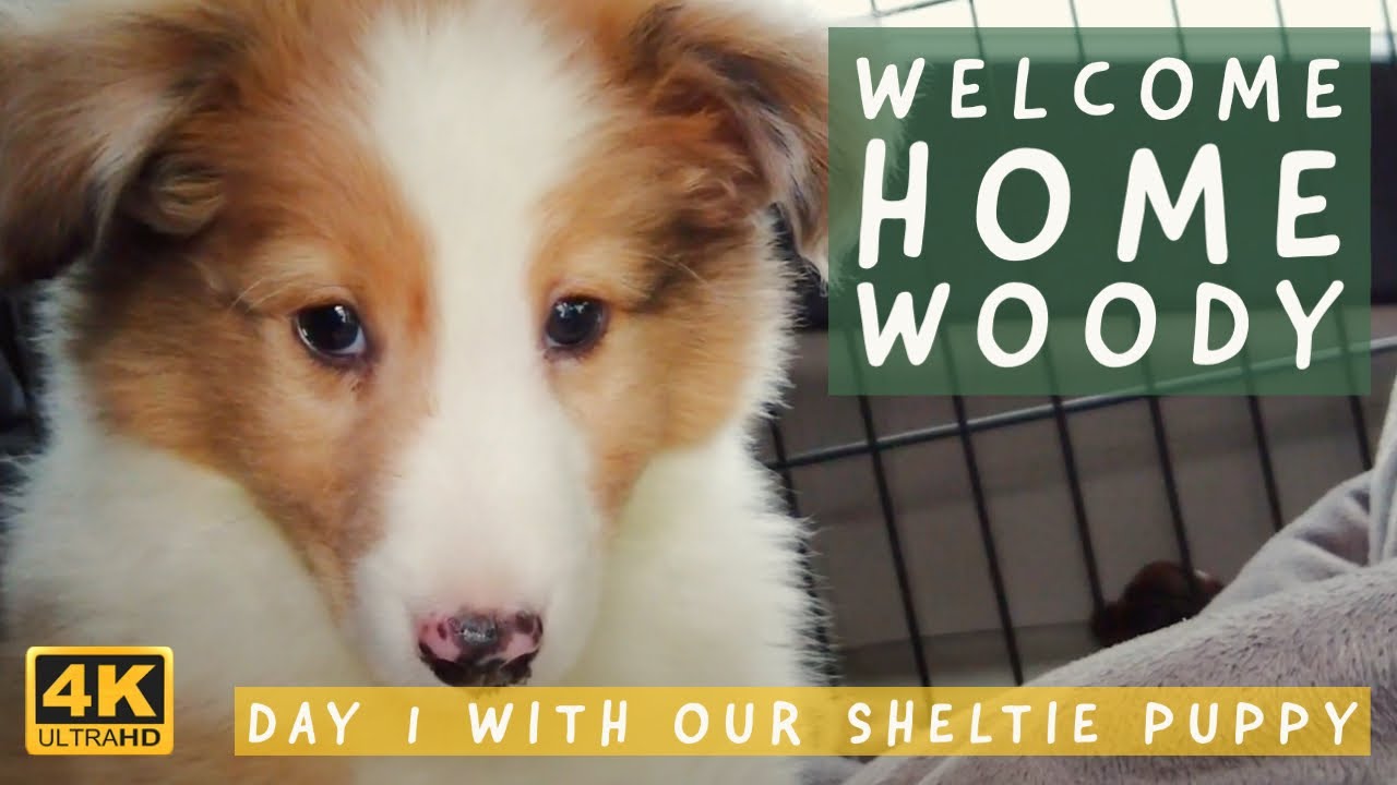 Bringing Home Our Sheltie Puppy 