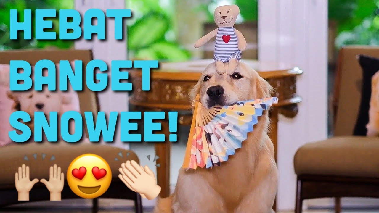 SNOWEE BALANCE BERBAGAI MACAM HAL DI KEPALANYA! | SNOWEE THE GOLDEN