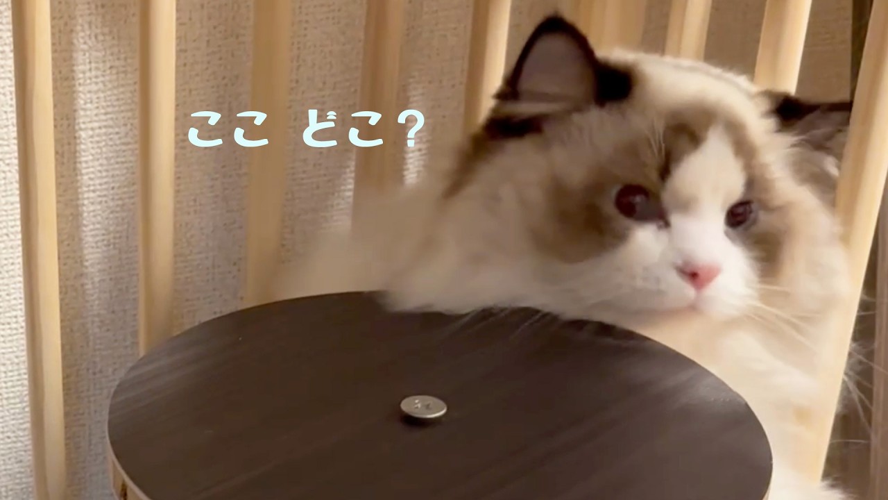 生後7ヶ月でやってきた子猫、ちょっと照れてケージから顔だけひょこっ…と思ったらすぐ隠れるのが可愛すぎました