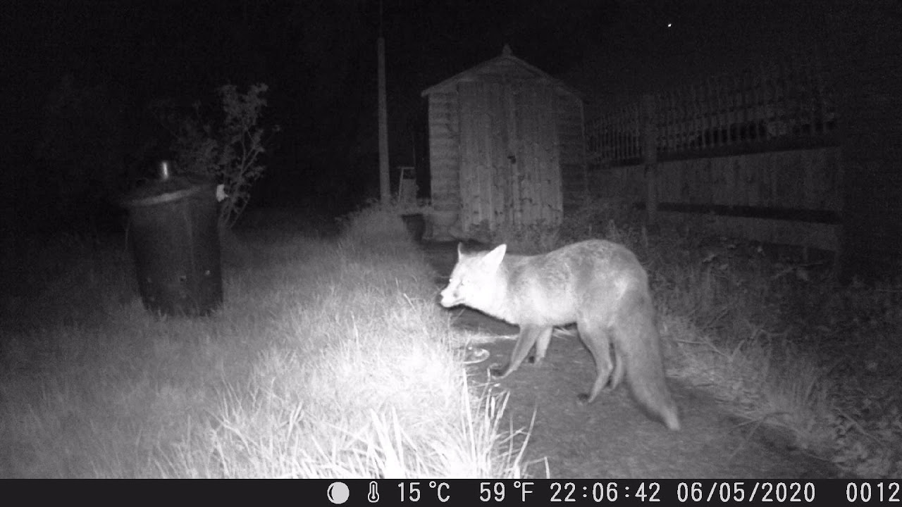 Foxes   06 May   07 May 2020 Swindon