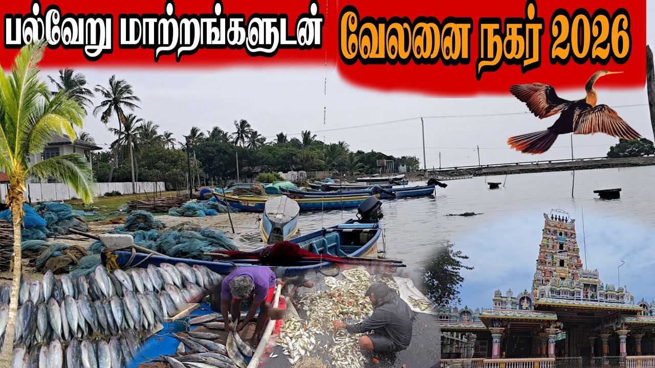 யாழ்ப்பாணத்திலே சுவையான மீன்கள் கிடைக்கும் கடல்பகுதி வேலனைநகர் delicious fish can be found  Velanai😱