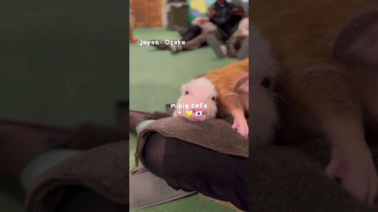 the pigs are so cute help- | 