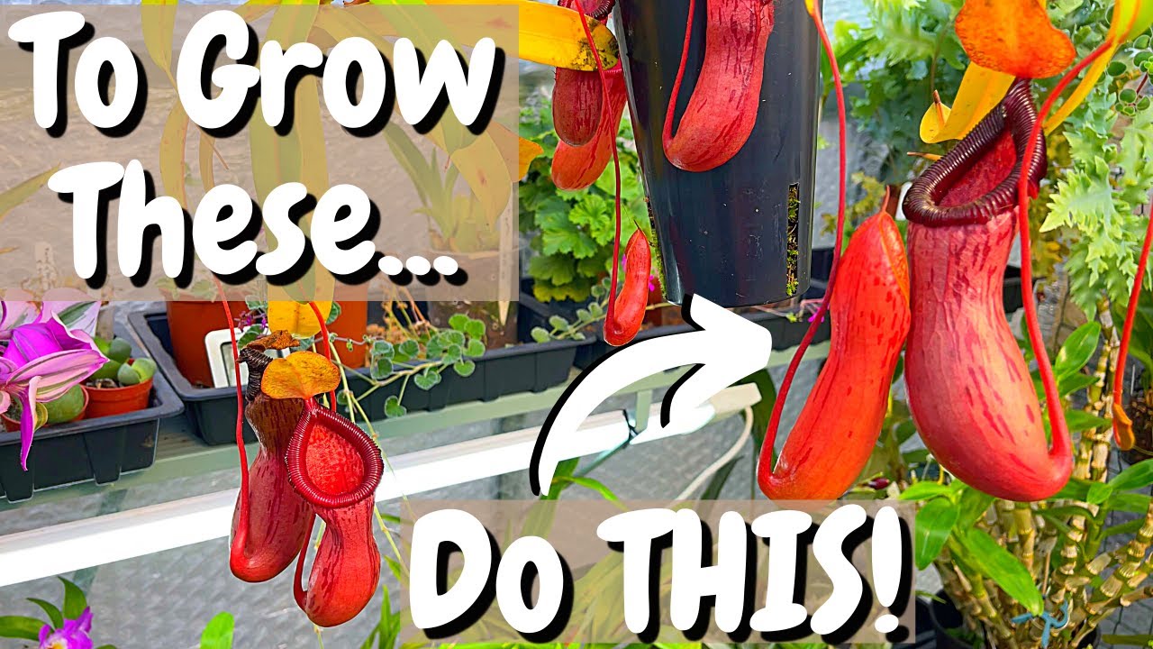 Nepenthes: You Asked - I Answered! (Pt 1 of 2)