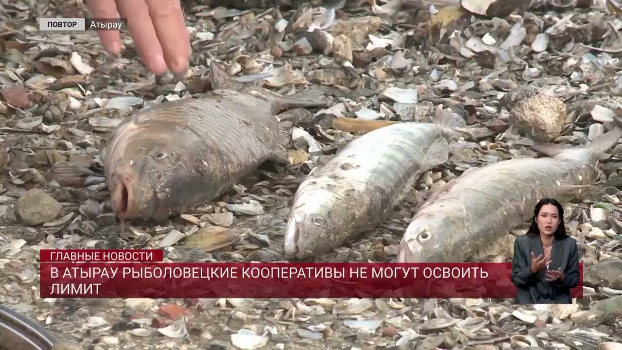 В Атырау рыболовецкие кооперативы не могут освоить лимит