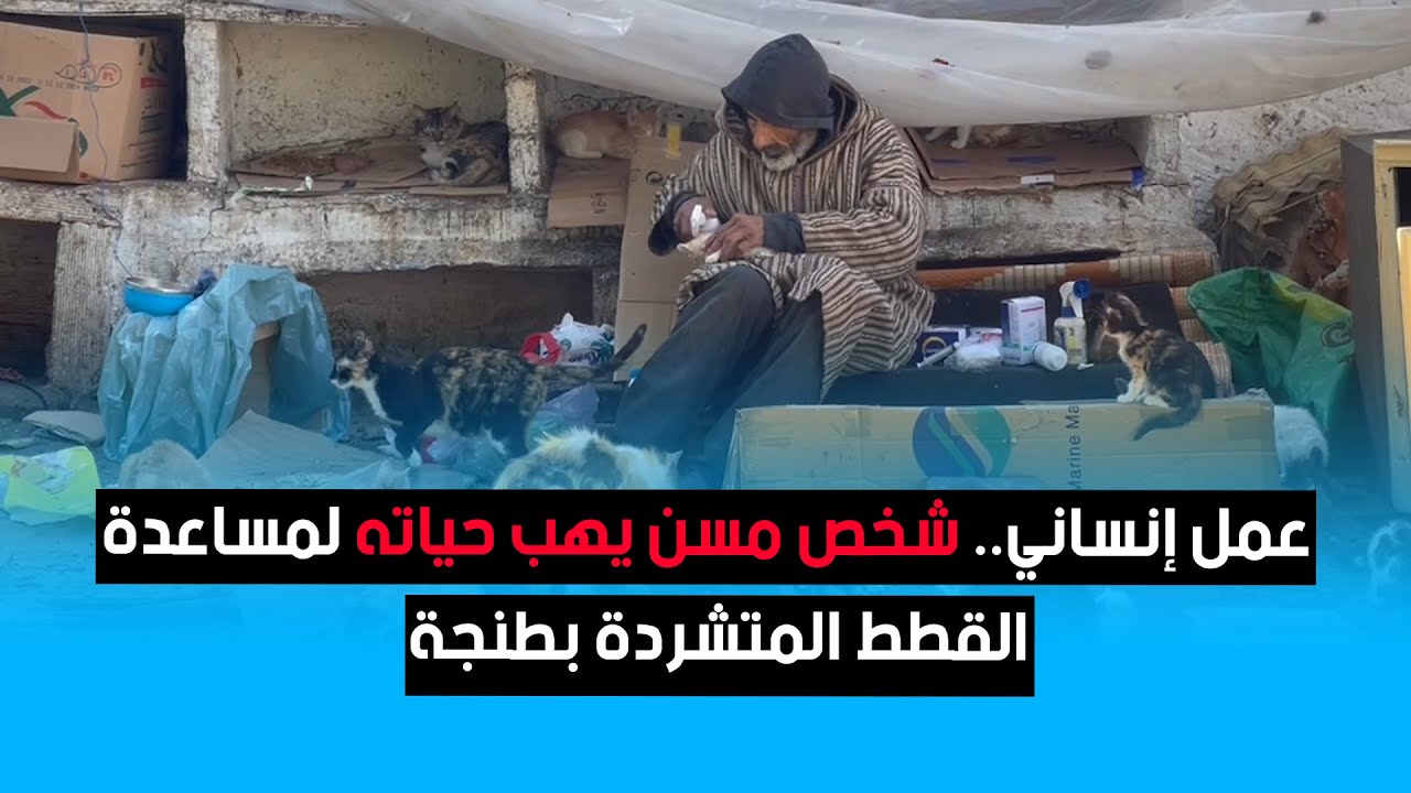 عمل إنساني.. شخص مسن يهب حياته لمساعدة القطط المتشردة بطنجة
