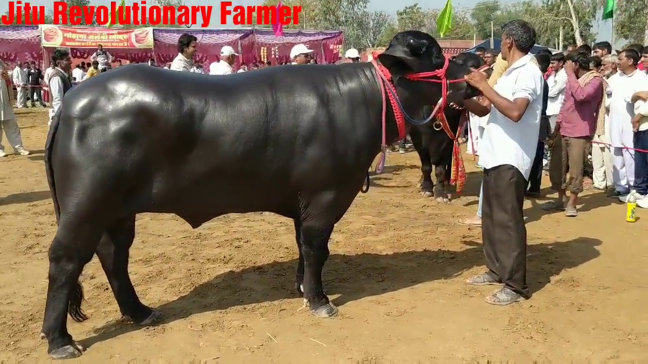 2- 4 Teeth MURRAH Bull- Competition @Singhwa Khas Village, Hissar, Haryana. (February 25, 2018)