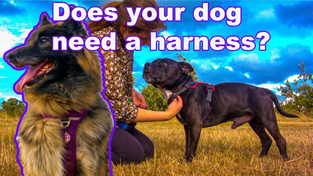 Does your dog need a harness?