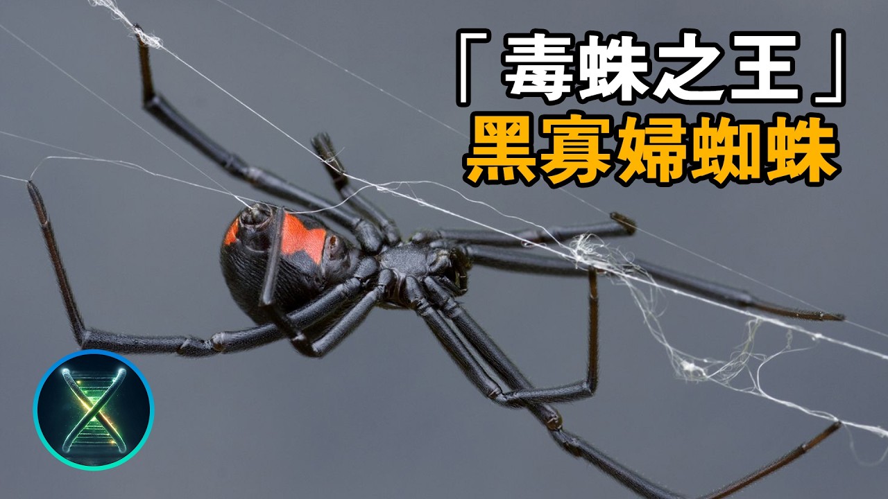 喪屍蜘蛛：閹割自由意志的「神經毒素」，這不是愛，是致命的活祭。#暗黑生物X檔案 #黑寡婦蜘蛛 #神經毒素 #都市傳說 #性別博弈 #獵奇 #科普 #大自然真相 #意志劫持 #生物冷知識 #恐怖自然