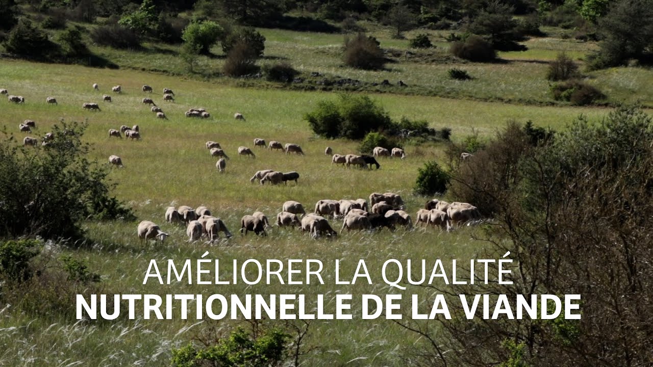 La santé Globale en élevage #3 - Amélioration de la qualité nutritionnelle de la viande