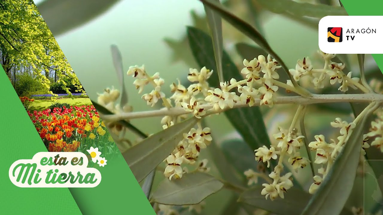 La floración del olivo