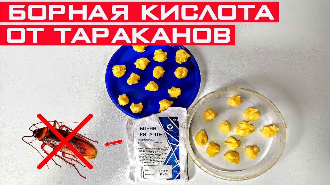 Борная кислота от тараканов! Бабушкин рецепт отравы от тараканов из борной кислоты!