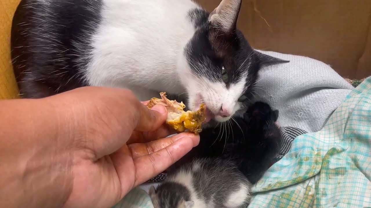 I Caught My Mom Cat Doing THIS With Boiled Chicken — And You Won’t Believe Her Reaction!