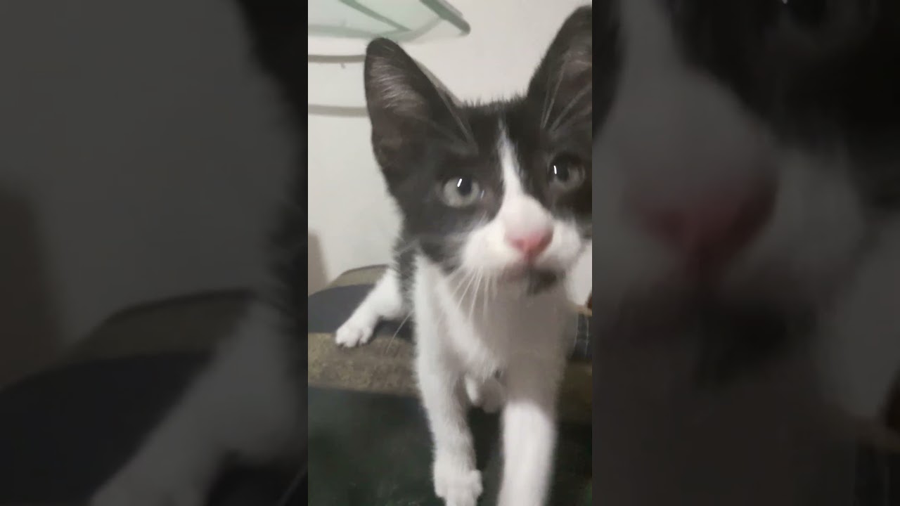 Gemi3
