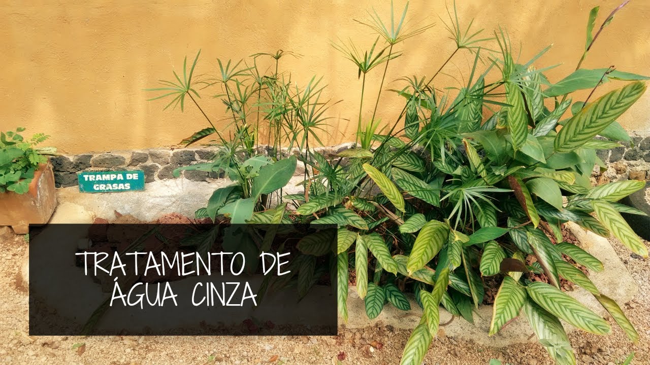 Tratamento de água cinza num filtro biológico