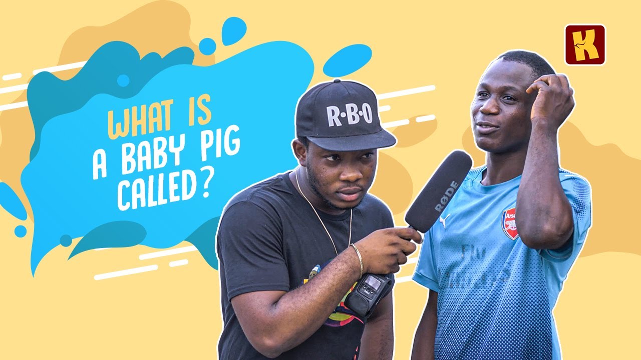 What Is Baby Pig Called?  (And other questions) | KraksTV Trivia