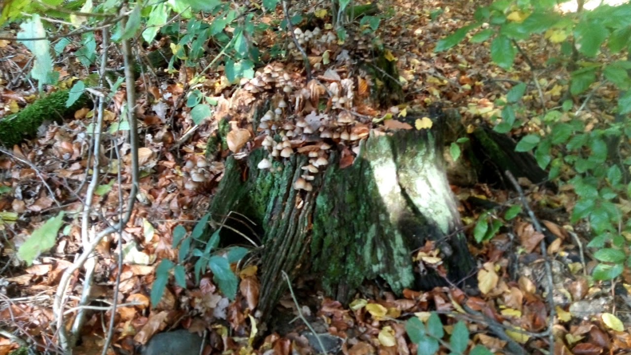 Alter Stolleneingang (Stollenmundloch) bei Morsbach - Appenhagen