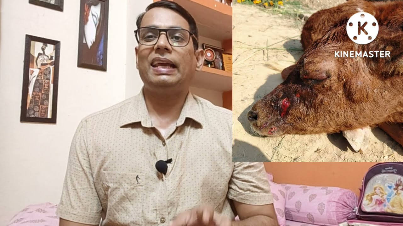 क्या लम्पी स्किन बीमारी जानलेवा है ? कैसे करे सही उपचार ?   Lumpy ! LSD !