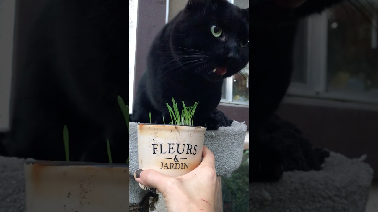 Mini Panther loves his oat grass #catvideos #minipanther #blackcat #cat #munchkincat #catlovers