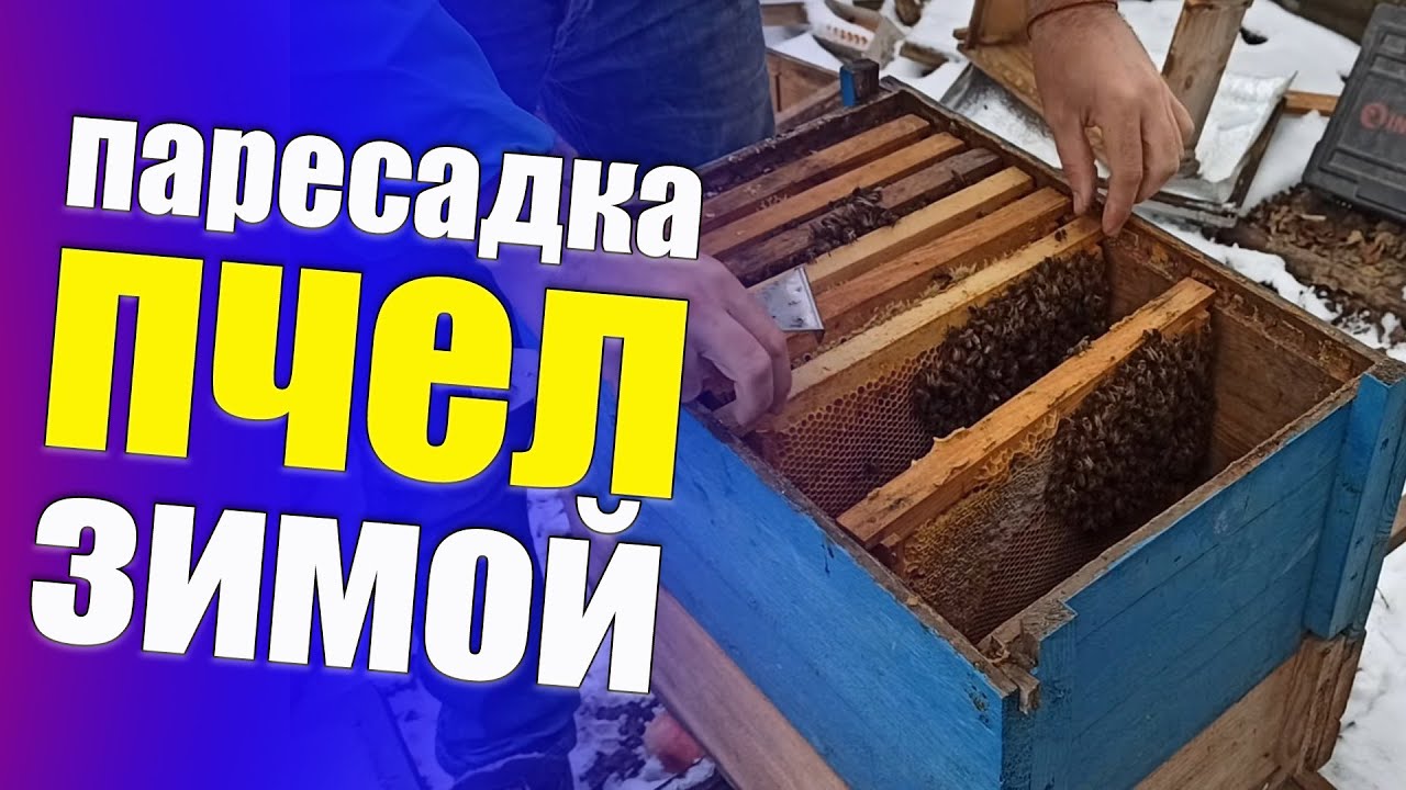 Пересадка пчел зимой в новый улей