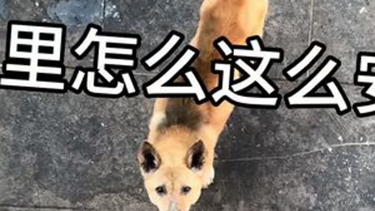 假装把小狗都卖了，看大黄的反应，也太搞笑了！ #狗狗 #中华田园犬 #大黄