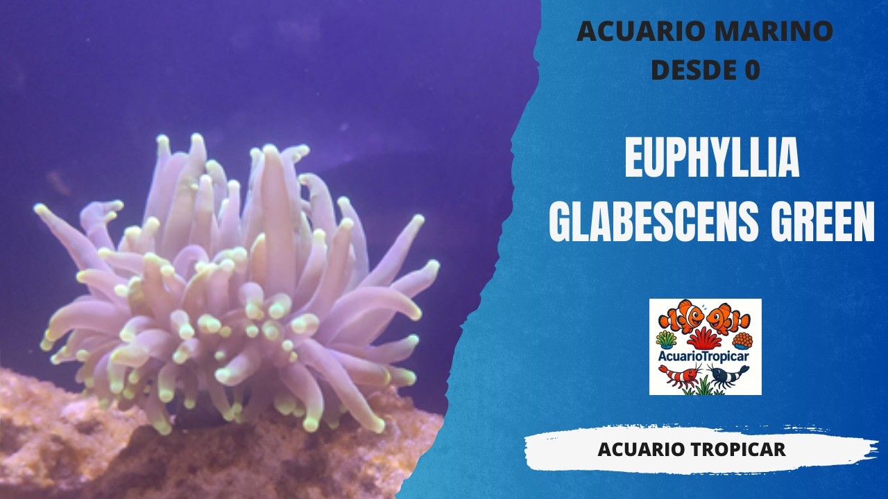 Euphyllia Glabrescens Green| Nuevo Coral Acuario Marino 100 litros