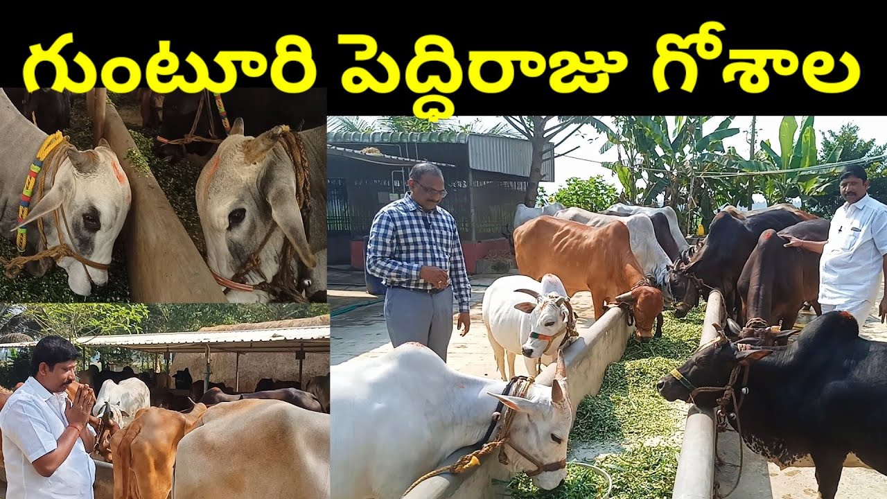 పుంగనూరు ఆవులు ॥ ఒంగోలు గిత్తలు ॥ గిరి గిత్తలు ॥ తార్పార్కర్ ఆవులు ॥ బోని ఆవులు ॥ రాటీ ఆవులు ॥
