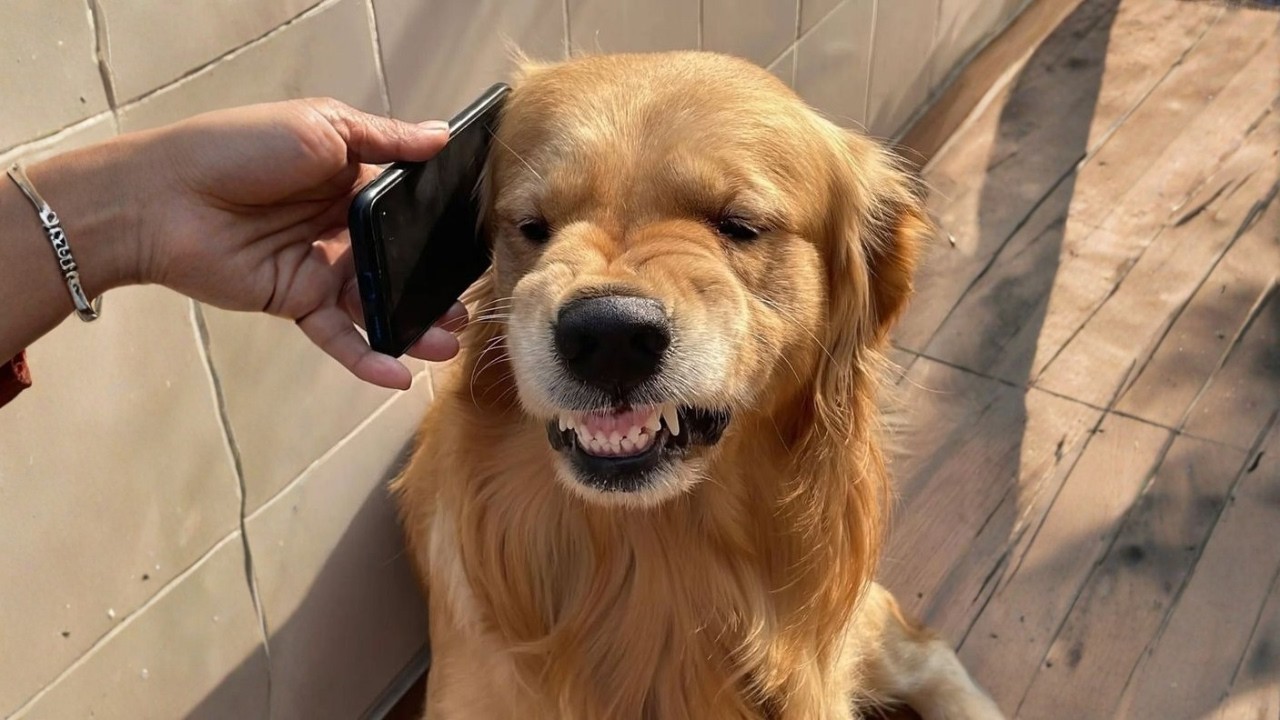 Самые смешные золотистые ретриверы всех времен 🤣 Уморительные моменты с собаками, которые заставя...