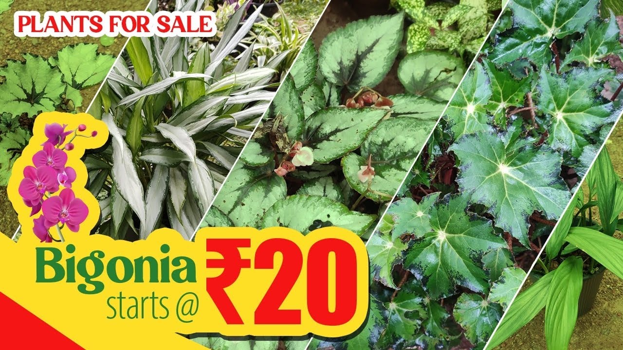 കുറഞ്ഞ വിലയിൽ മനോഹരമായ ചെടികൾ whatsapp no 9567741200  @zeetreegarden