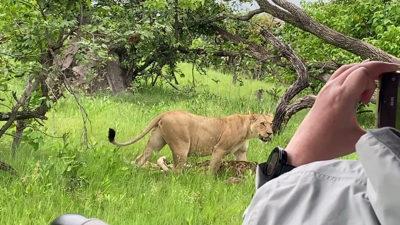 Africa Safari Highlights