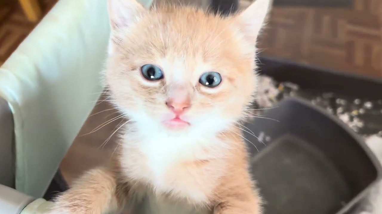 The crib is no limit for them 