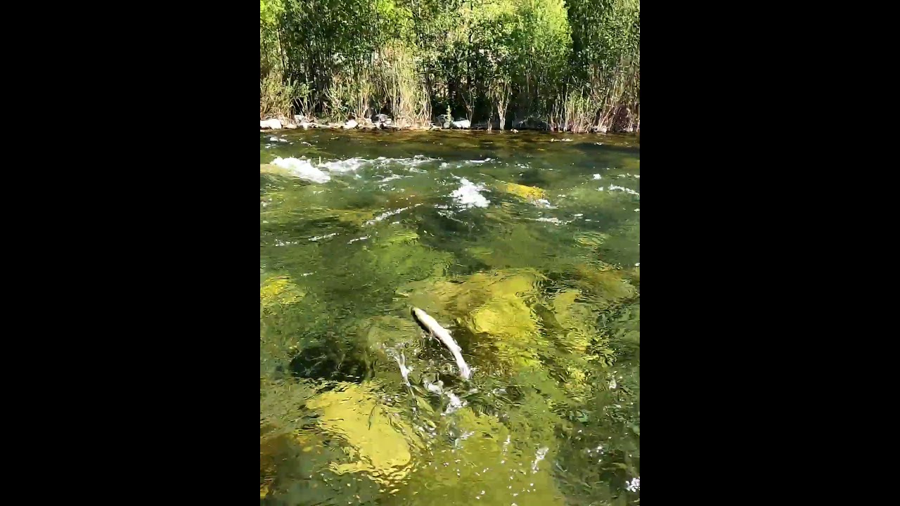 probando la caña de pesca a mosca Vision Hero