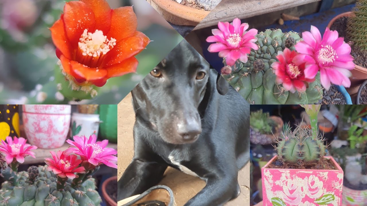 DESAFIO✅️Tour Mostrando Toda Minha Cole&ccedil;&atilde;o de Cactos: (Desafio dos Cactos)