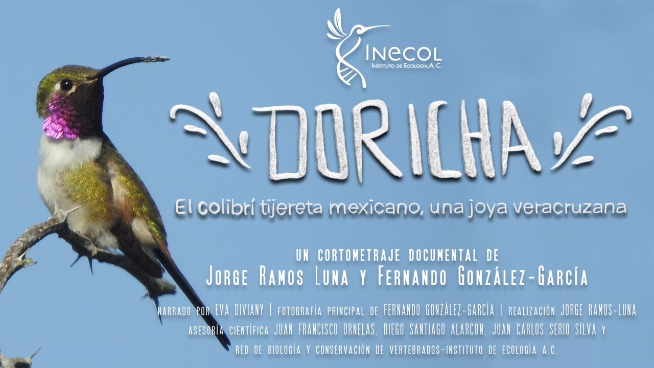 Doricha: el colibrí tijereta mexicano, una joya veracruzana