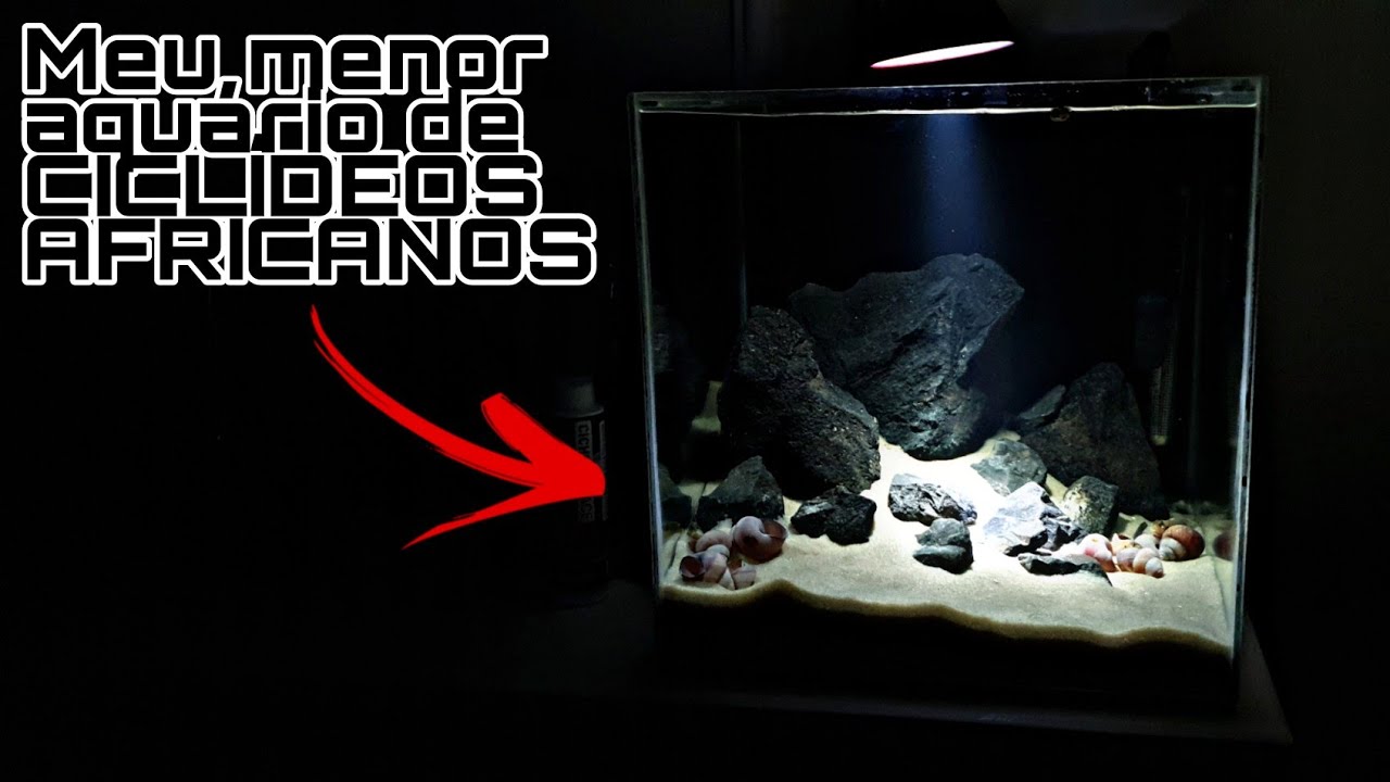 MONTANDO UM AQUÁRIO DE 64L PARA CICLÍDEOS AFRICANOS ANÕES