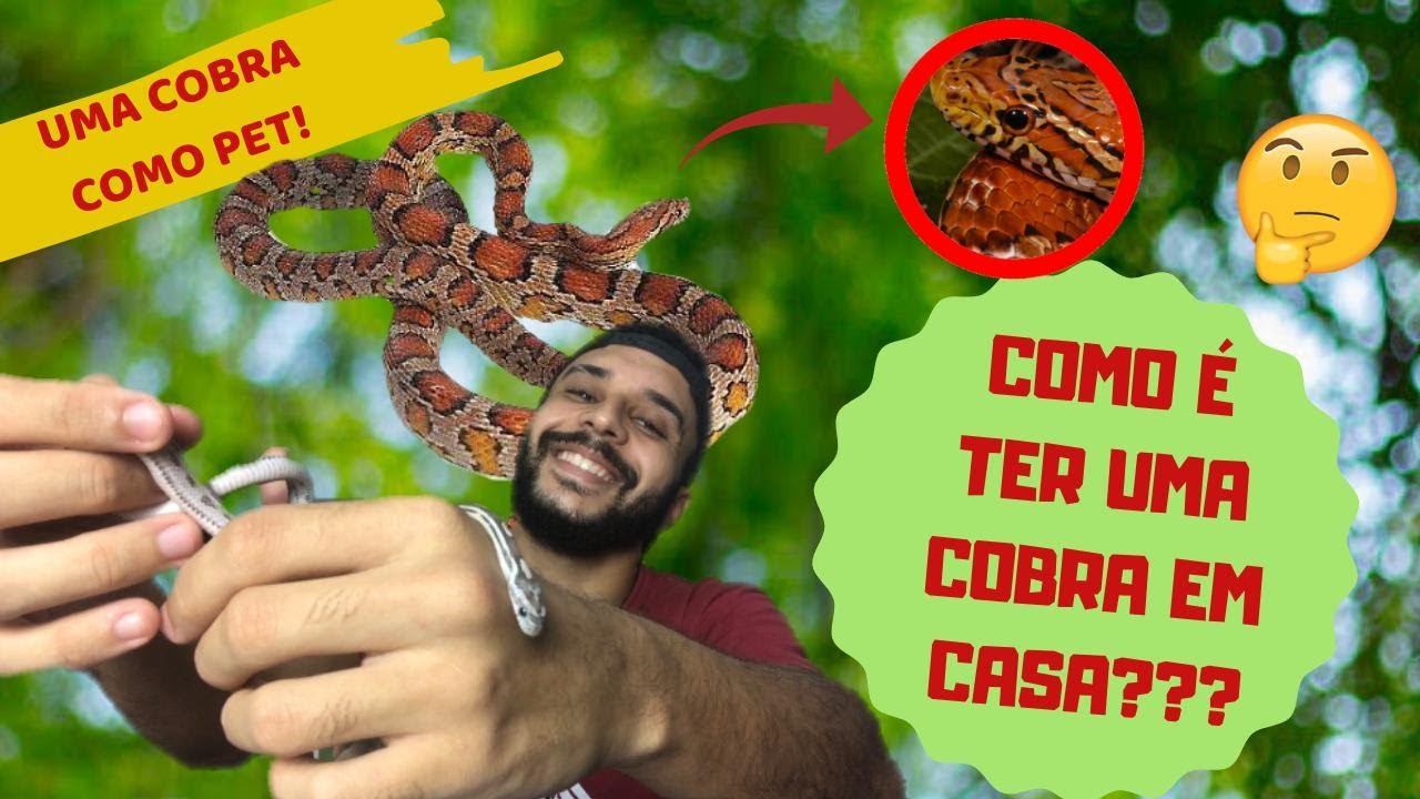 COMO É TER UMA COBRA COMO PET? - CORN SNAKE