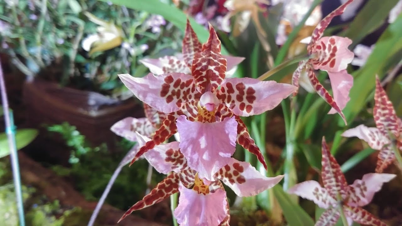 Orchid mania!