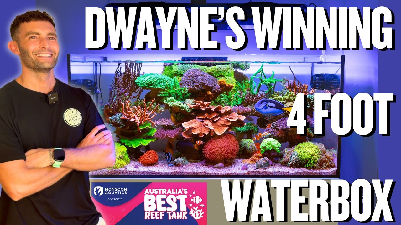 Monsoon Aquatics - Australia's Best Reef Tank Winner 2025 - Dwayne's 4ft Waterbox!