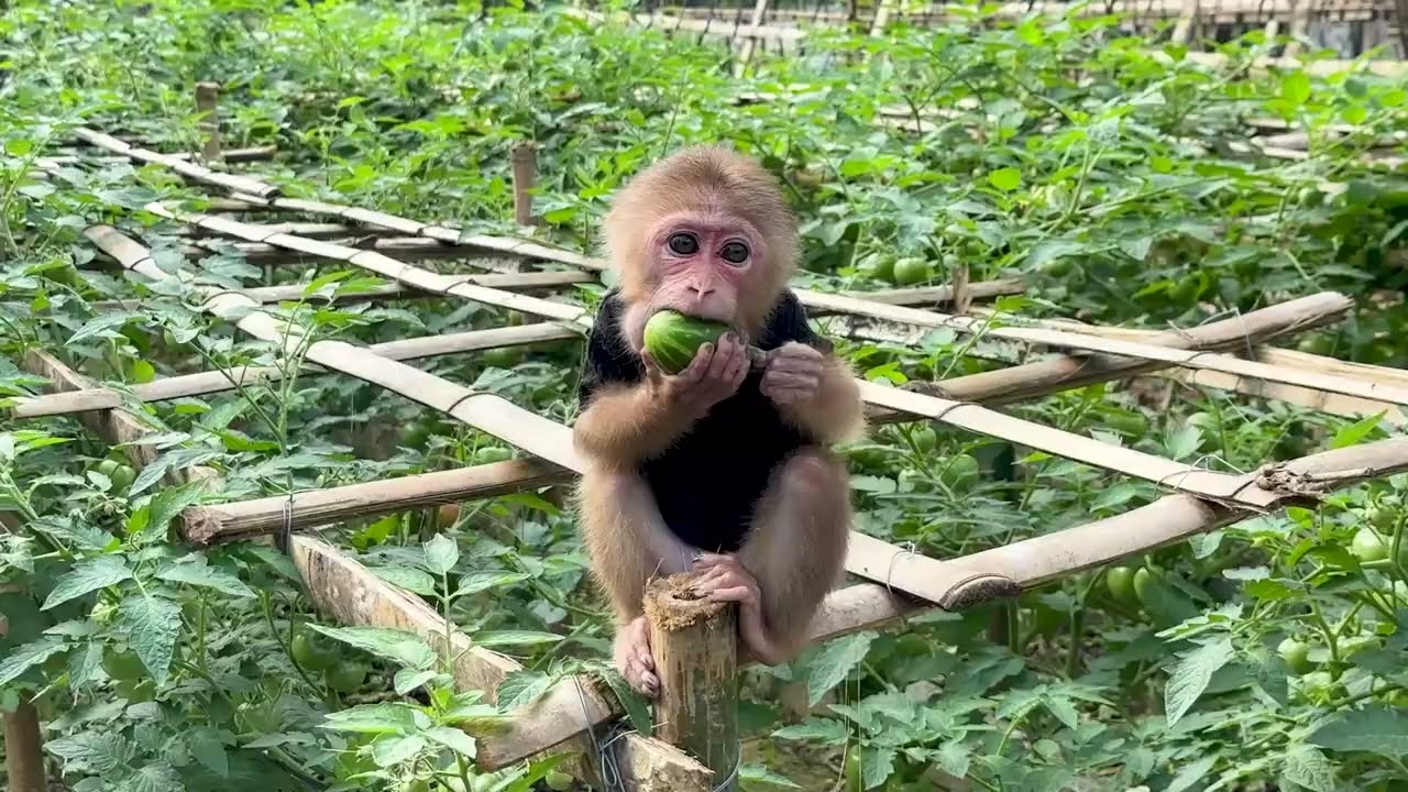 Baby Monkey Kaki Visits the Pomelo Garden with Dad for the First Time – A Shocking Incident Occurs!